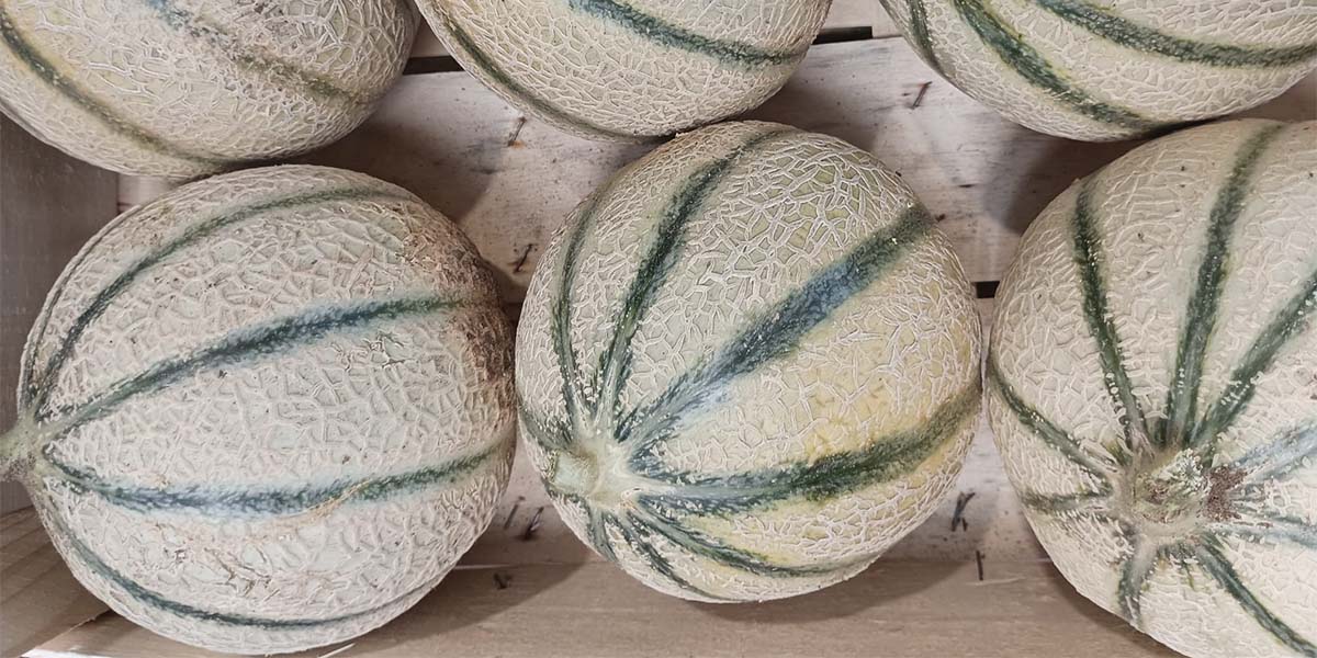 La Borsa della Spesa: in calo i prezzi dei meloni